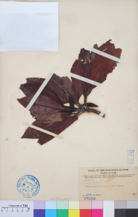 Specimen thumbnail